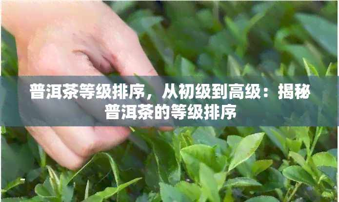 普洱茶等级排序，从初级到高级：揭秘普洱茶的等级排序