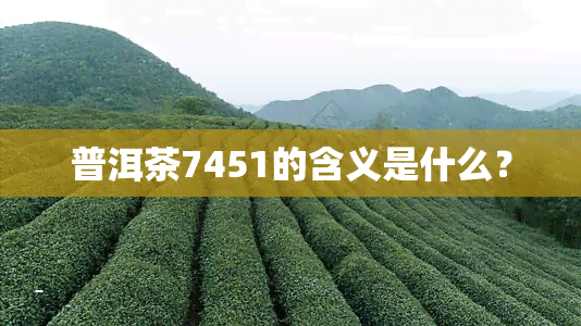 普洱茶7451的含义是什么？