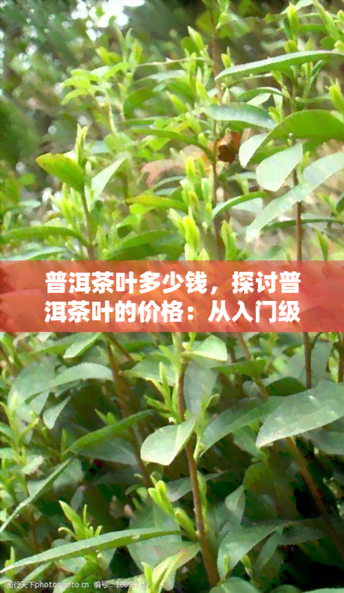 普洱茶叶多少钱，探讨普洱茶叶的价格：从入门级到高端品种的价位解析