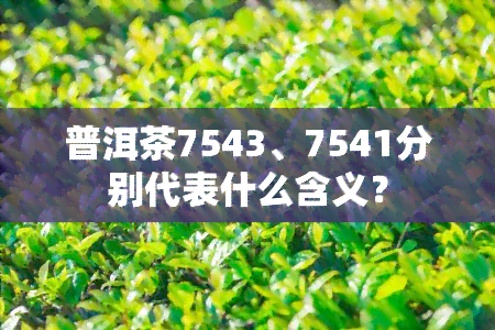 普洱茶7543、7541分别代表什么含义？