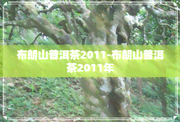 布朗山普洱茶2011-布朗山普洱茶2011年