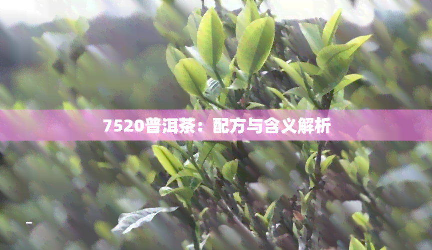 7520普洱茶：配方与含义解析