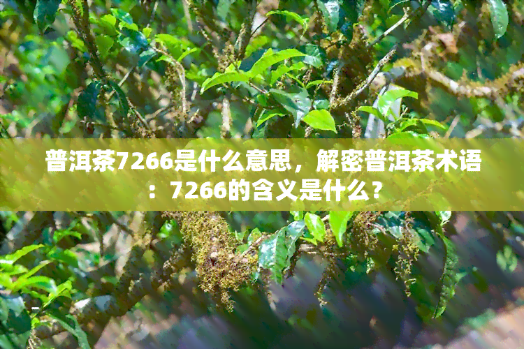 普洱茶7266是什么意思，解密普洱茶术语：7266的含义是什么？