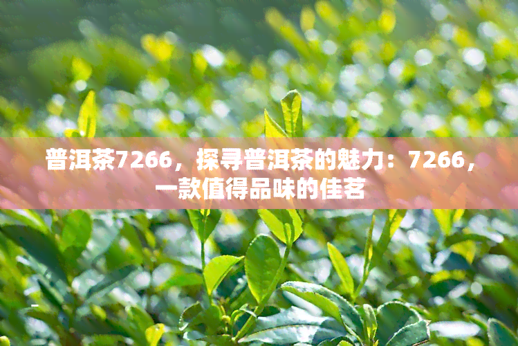 普洱茶7266，探寻普洱茶的魅力：7266，一款值得品味的佳茗