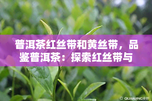 普洱茶红丝带和黄丝带，品鉴普洱茶：探索红丝带与黄丝带的口感差异