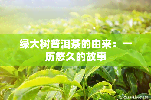 绿大树普洱茶的由来：一历悠久的故事