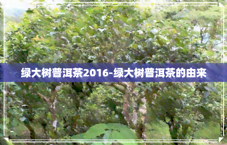 绿大树普洱茶2016-绿大树普洱茶的由来