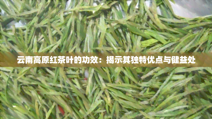 云南高原红茶叶的功效：揭示其独特优点与健益处