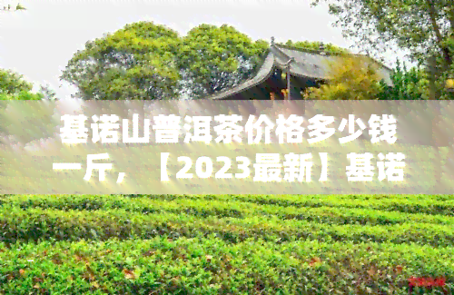 基诺山普洱茶价格多少钱一斤，【2023最新】基诺山普洱茶价格表，一斤要多少钱？