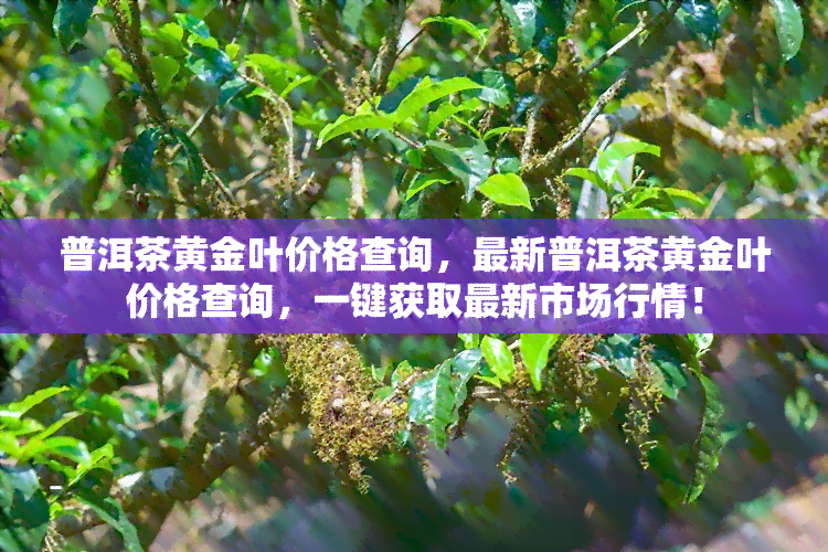 普洱茶黄金叶价格查询，最新普洱茶黄金叶价格查询，一键获取最新市场行情！