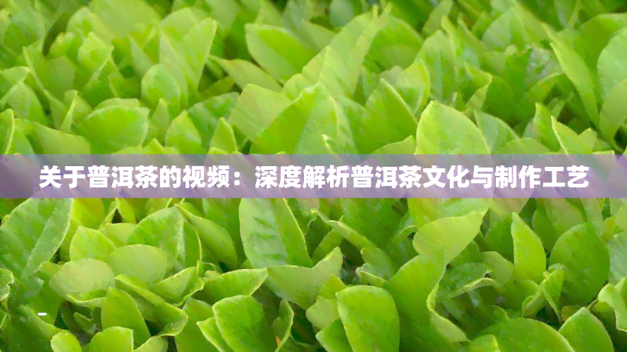 关于普洱茶的视频：深度解析普洱茶文化与制作工艺