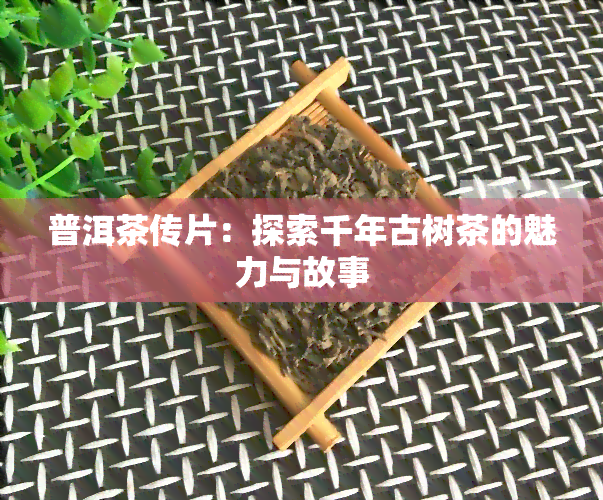 普洱茶传片：探索千年古树茶的魅力与故事