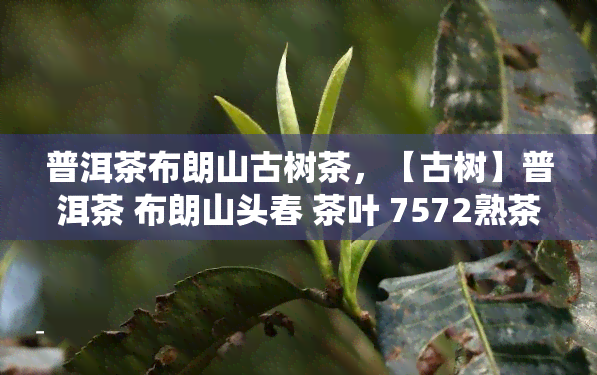 普洱茶布朗山古树茶，【古树】普洱茶 布朗山头春 茶叶 7572熟茶饼 古法制茶 传统石磨压制 礼盒装 香气纯正 易泡耐泡