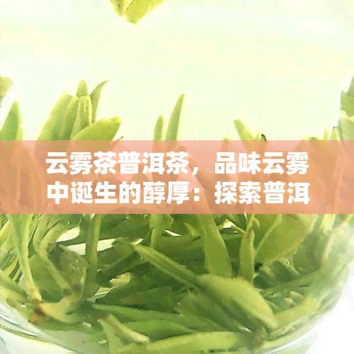 云雾茶普洱茶，品味云雾中诞生的醇厚：探索普洱茶的世界