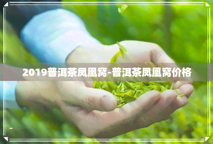 2019普洱茶凤凰窝-普洱茶凤凰窝价格