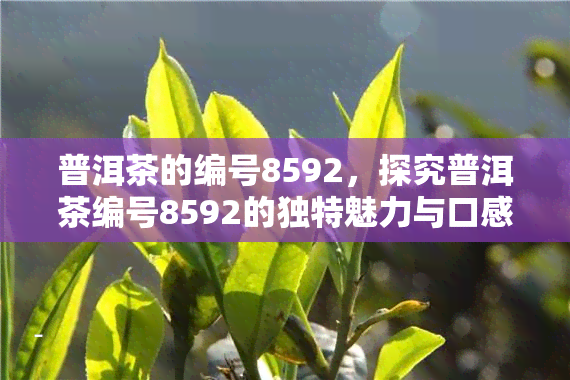 普洱茶的编号8592，探究普洱茶编号8592的独特魅力与口感