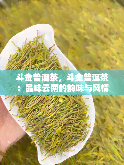 斗金普洱茶，斗金普洱茶：品味云南的韵味与风情