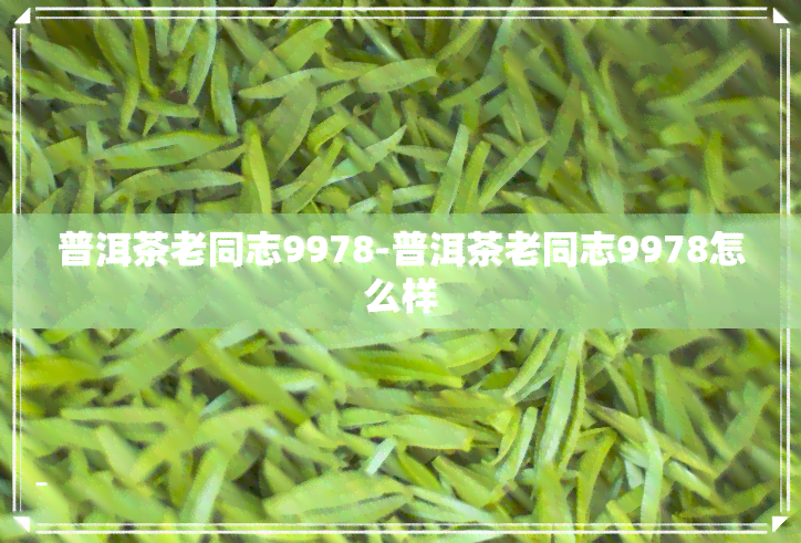 普洱茶老同志9978-普洱茶老同志9978怎么样