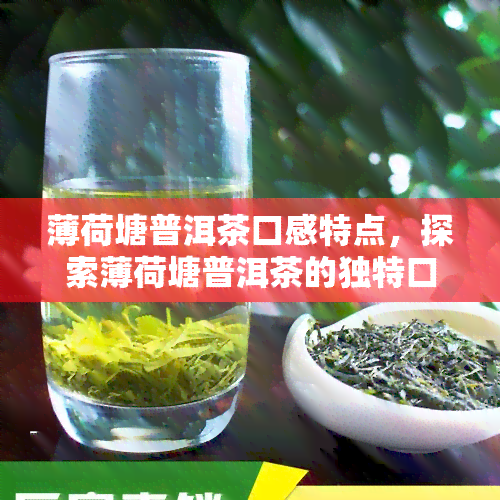 薄荷塘普洱茶口感特点，探索薄荷塘普洱茶的独特口感魅力