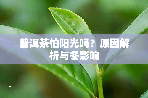 普洱茶怕阳光吗？原因解析与冬影响