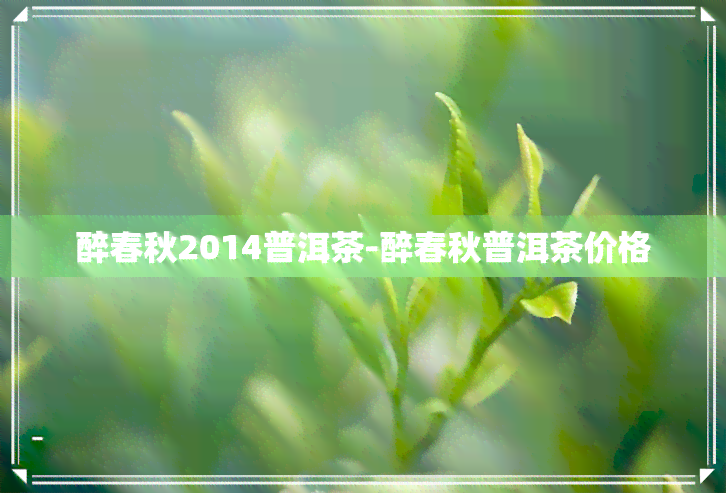 醉春秋2014普洱茶-醉春秋普洱茶价格