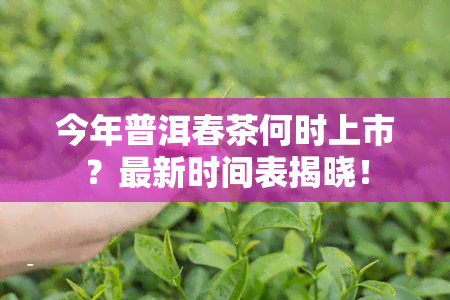 今年普洱春茶何时上市？最新时间表揭晓！