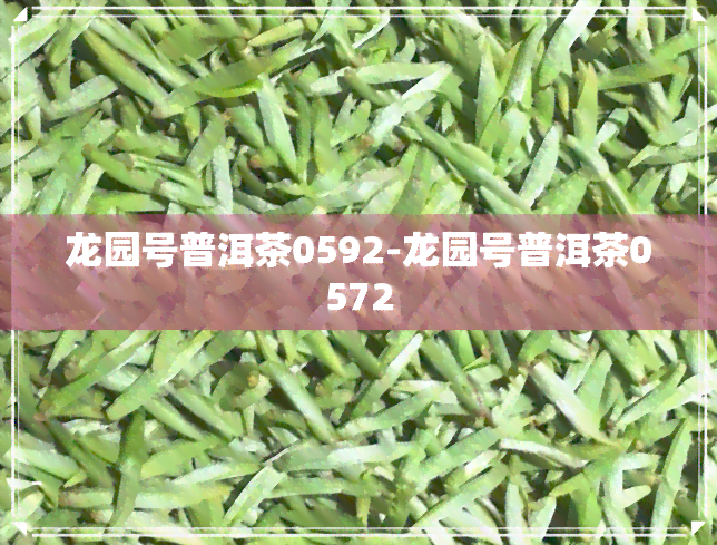 龙园号普洱茶0592-龙园号普洱茶0572