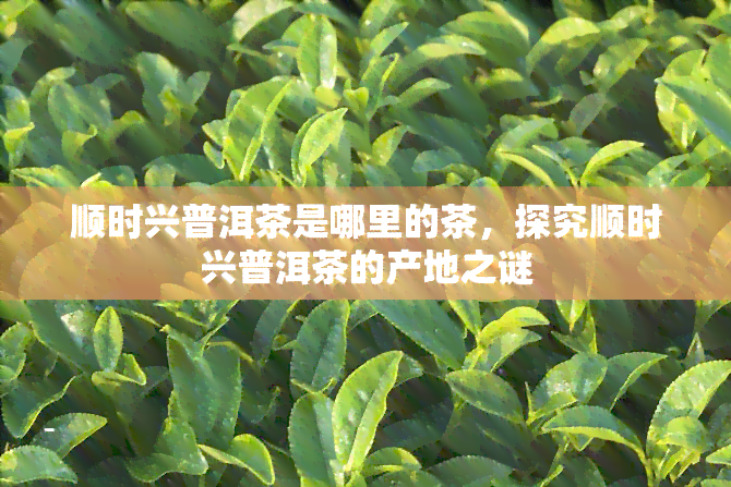 顺时兴普洱茶是哪里的茶，探究顺时兴普洱茶的产地之谜