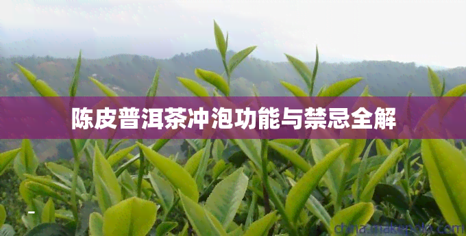 陈皮普洱茶冲泡功能与禁忌全解