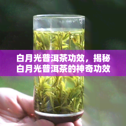 白月光普洱茶功效，揭秘白月光普洱茶的神奇功效，让你喝出健美丽！