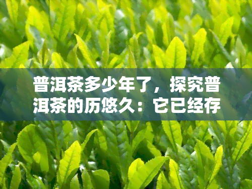 普洱茶多少年了，探究普洱茶的历悠久：它已经存在了多少年？