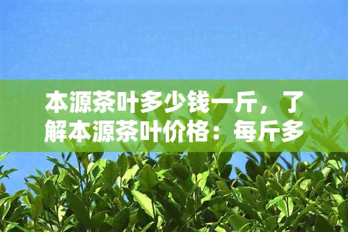 本源茶叶多少钱一斤，了解本源茶叶价格：每斤多少钱？