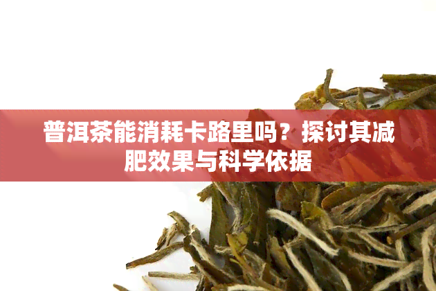 普洱茶能消耗卡路里吗？探讨其减肥效果与科学依据