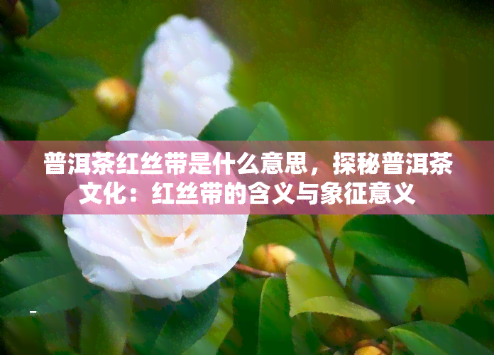 普洱茶红丝带是什么意思，探秘普洱茶文化：红丝带的含义与象征意义