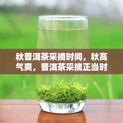 秋普洱茶采摘时间，秋高气爽，普洱茶采摘正当时！