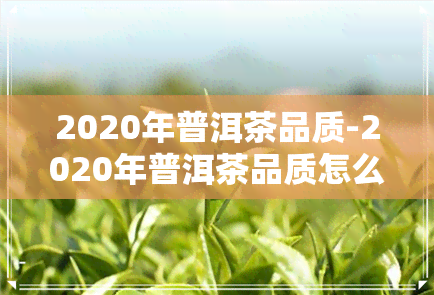 2020年普洱茶品质-2020年普洱茶品质怎么样