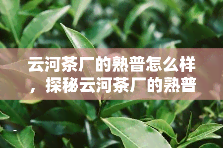 云河茶厂的熟普怎么样，探秘云河茶厂的熟普：口感、品质全方位解析