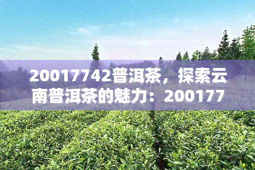 20017742普洱茶，探索云南普洱茶的魅力：20017742普洱茶的独特风味与健益处