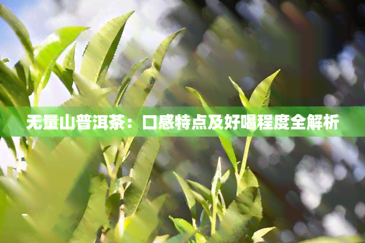 无量山普洱茶：口感特点及好喝程度全解析