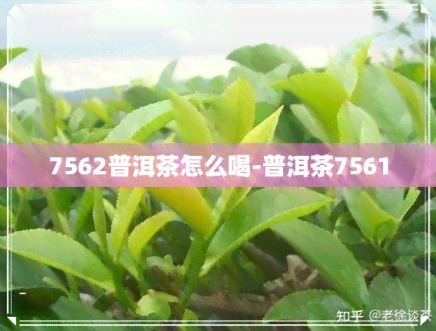 7562普洱茶怎么喝-普洱茶7561