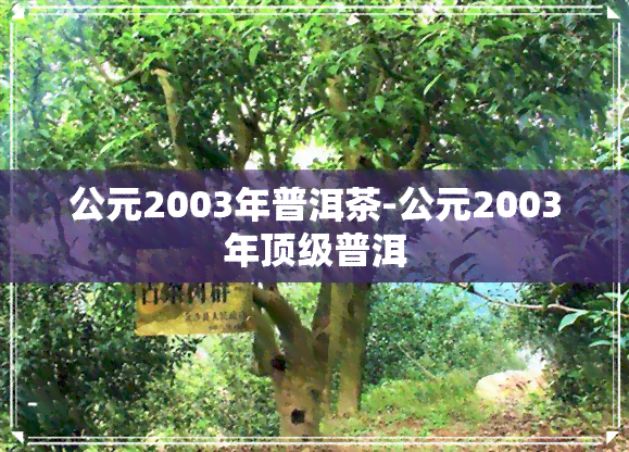 公元2003年普洱茶-公元2003年顶级普洱