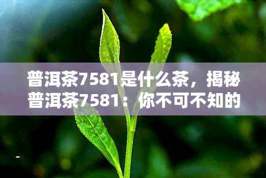 普洱茶7581是什么茶，揭秘普洱茶7581：你不可不知的茶叶品种