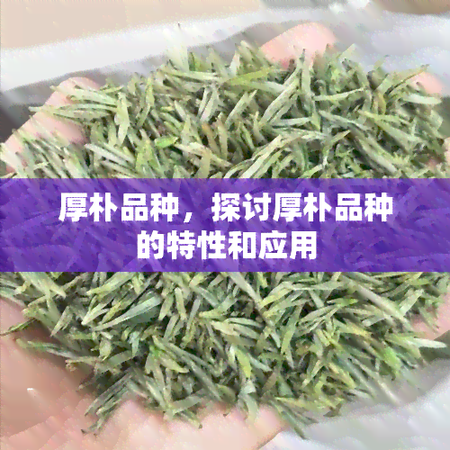 厚朴品种，探讨厚朴品种的特性和应用