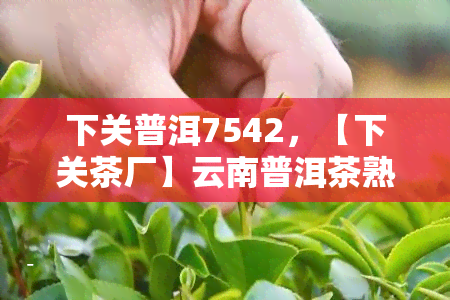 下关普洱7542，【下关茶厂】云南普洱茶熟茶 7542 2018年七子饼 普洱茶生茶茶叶 礼盒装 天天特价！