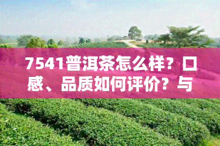 7541普洱茶怎么样？口感、品质如何评价？与7542的区别是什么？