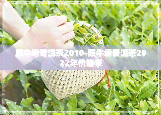 犀牛塘普洱茶2010-犀牛塘普洱茶2022年价格表