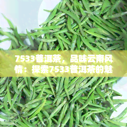 7533普洱茶，品味云南风情：探索7533普洱茶的魅力