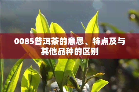 0085普洱茶的意思、特点及与其他品种的区别