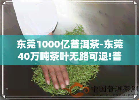 东莞1000亿普洱茶-东莞40万吨茶叶无路可退!普洱茶,永远的库存之殇