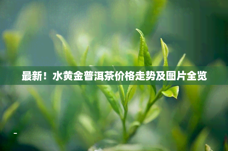 最新！水黄金普洱茶价格走势及图片全览